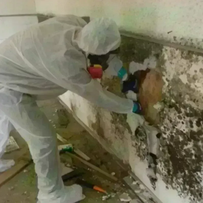 Mold Remediation and Removal in Morrow County, OH